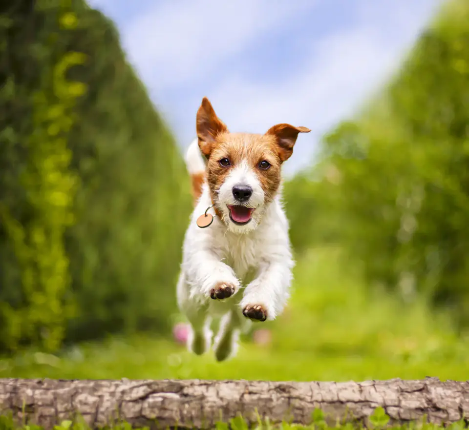 A Jack Russell Terrier leaps over a log in a garden with hedges on both sides.