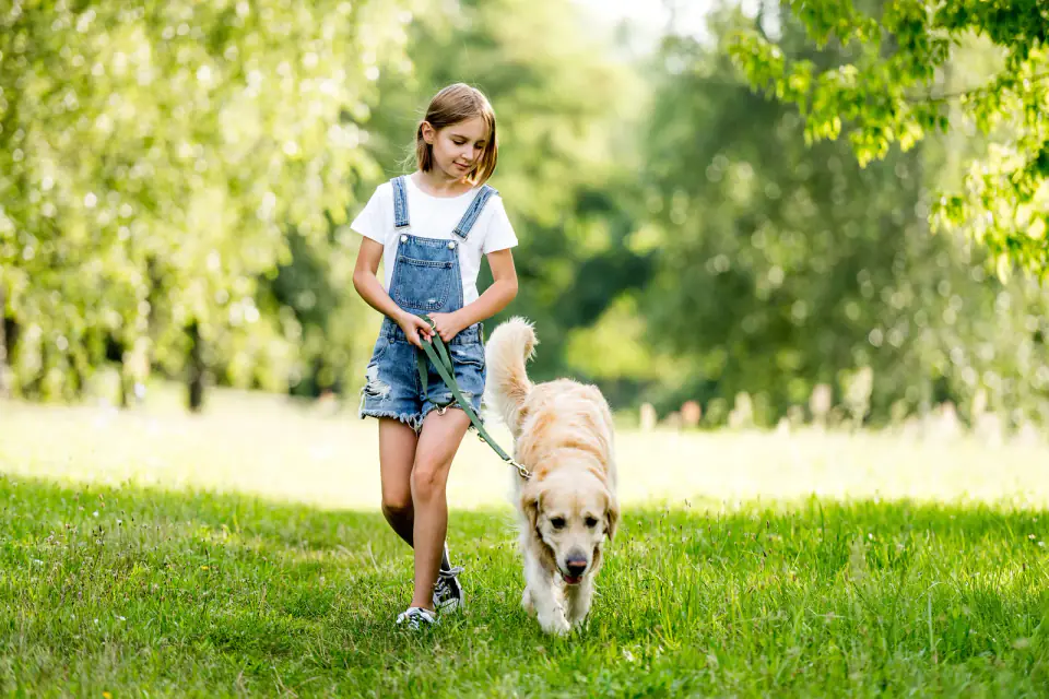 A girl in denim overalls walks a Golden Retriever on a leash across a sunny park lawn.