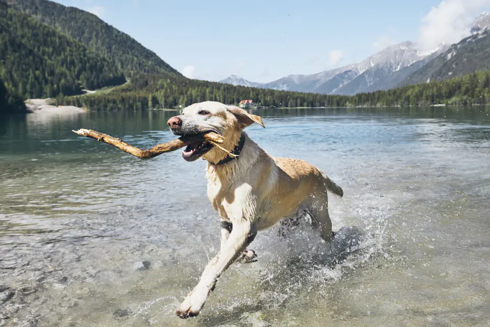 A yellow Labrador splashes through shallow lake water carrying a stick, with mountains behind.