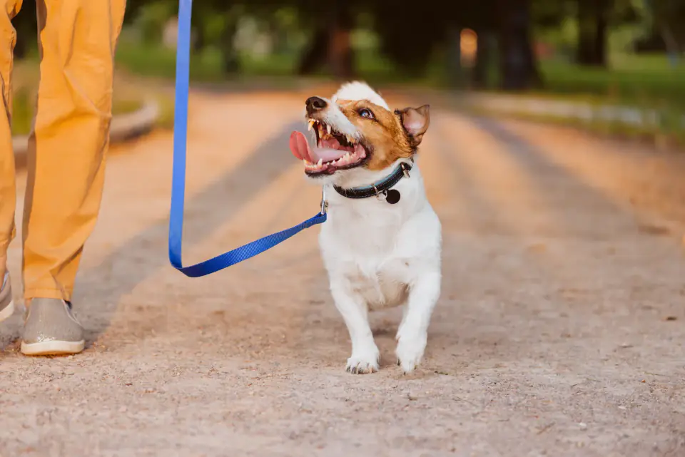 A brown dog in a red collar sits on a path looking up at a person holding a coiled leash.
