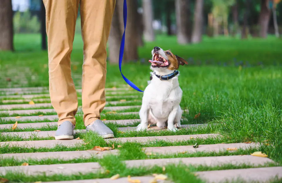 A small white-and-tan dog on a blue leash sits and looks up at its handler on a grass-and-paver path.