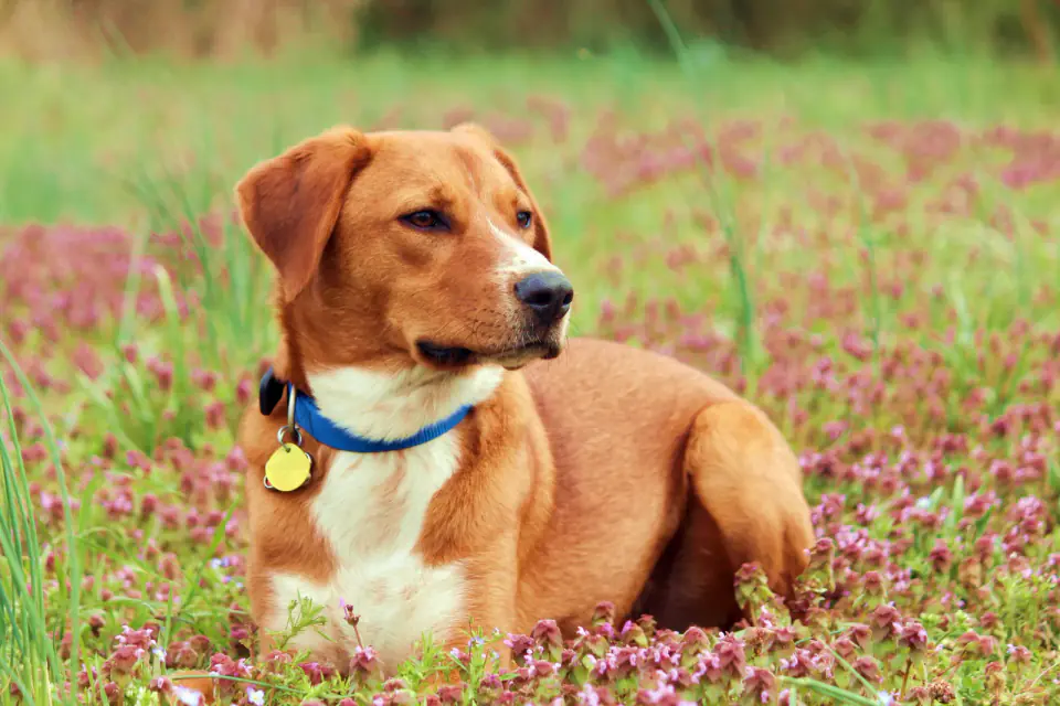 A brown and white dog with a blue collar and yellow tag lies in a field of purple flowers.