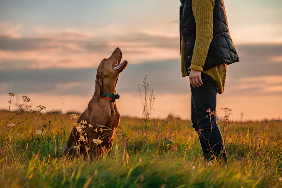A Vizsla sits in a meadow at sunset looking up at a person standing in front of it.
