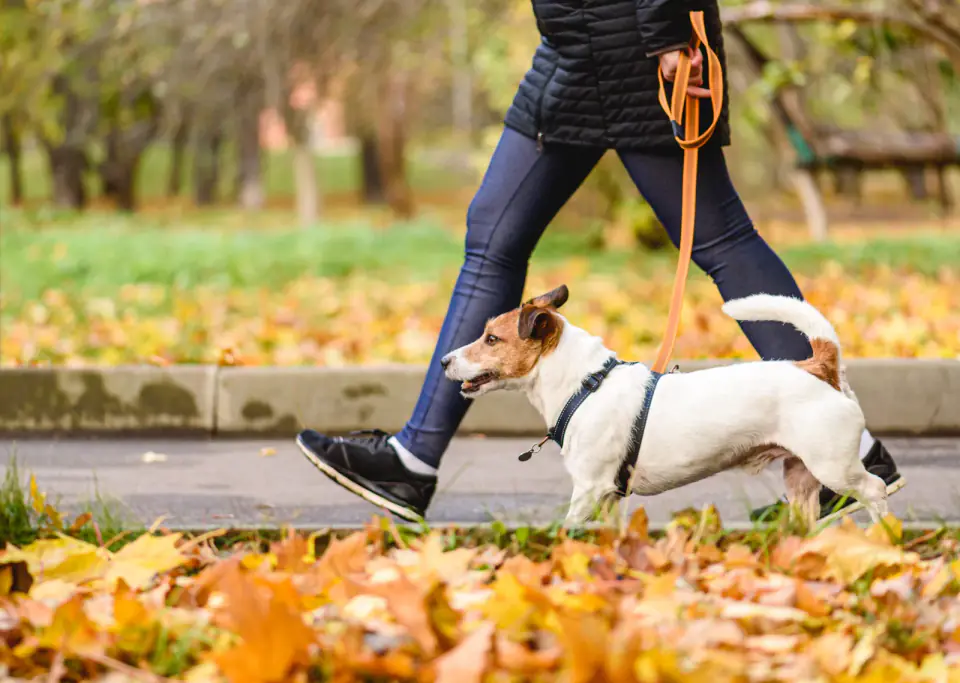 A Jack Russell Terrier walks on a slack leash beside a person through fallen autumn leaves.