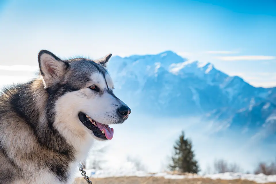 An Alaskan malamute looks off to the side in front of snow-capped mountains and a blue sky.