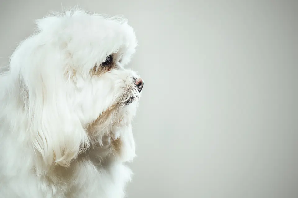 Side profile of a small white long-haired dog against a pale grey background.