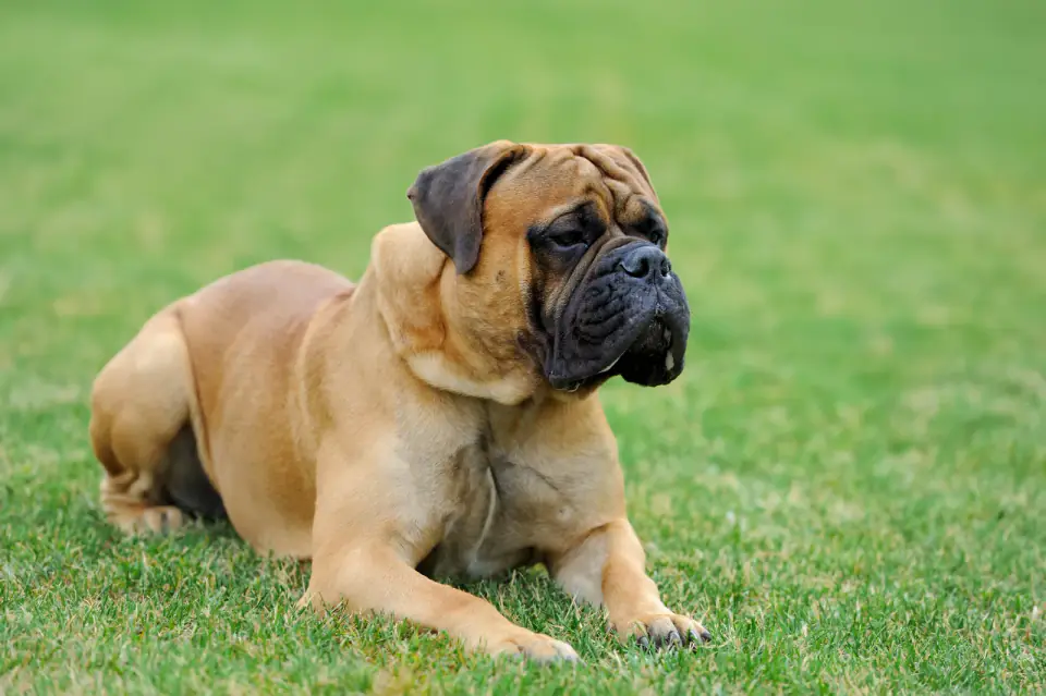 A fawn Mastiff with a dark muzzle lies on a mowed lawn.