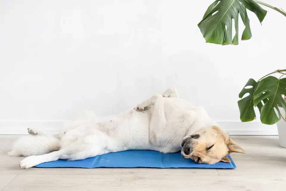 A cream-colored dog lies on its side on a blue cooling mat against a white wall, fully relaxed between activities