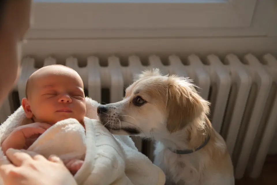 A tan and white dog sniffs a newborn baby held in a blanket near a radiator.