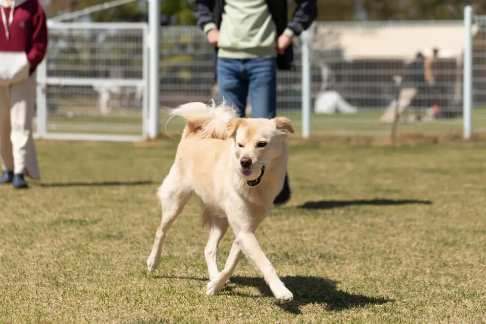 A tan dog trots across dry grass inside a fenced dog park with people standing behind.