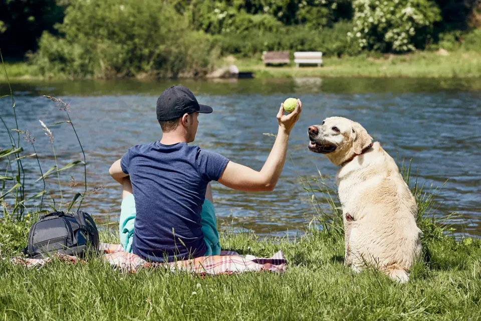 A man sitting on a blanket by a river holds up a tennis ball as a reward for a yellow Labrador