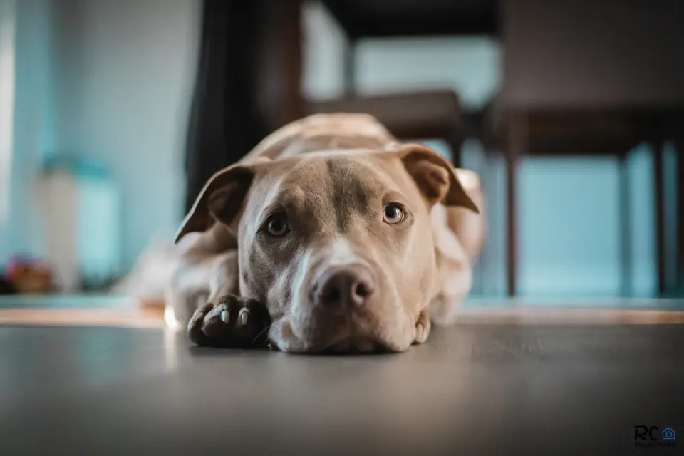 A gray pit bull type dog lies on an indoor floor with its chin down, looking at the camera.