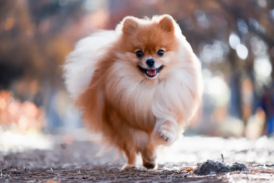 A fluffy orange Pomeranian runs toward the camera along a path with blurred autumn colors behind.