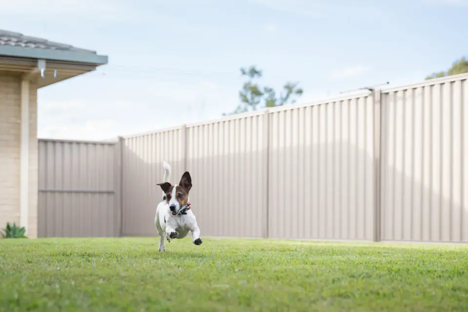 A Jack Russell terrier runs across the lawn of a fenced backyard, the outdoor spot a house-training routine points a dog toward