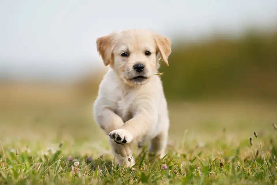 A cream-colored puppy runs across short grass toward the camera with one paw raised.