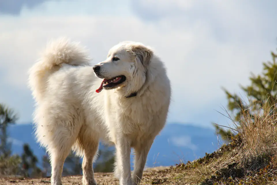 A large white Great Pyrenees stands on a hillside with mountains and clouds in the background.