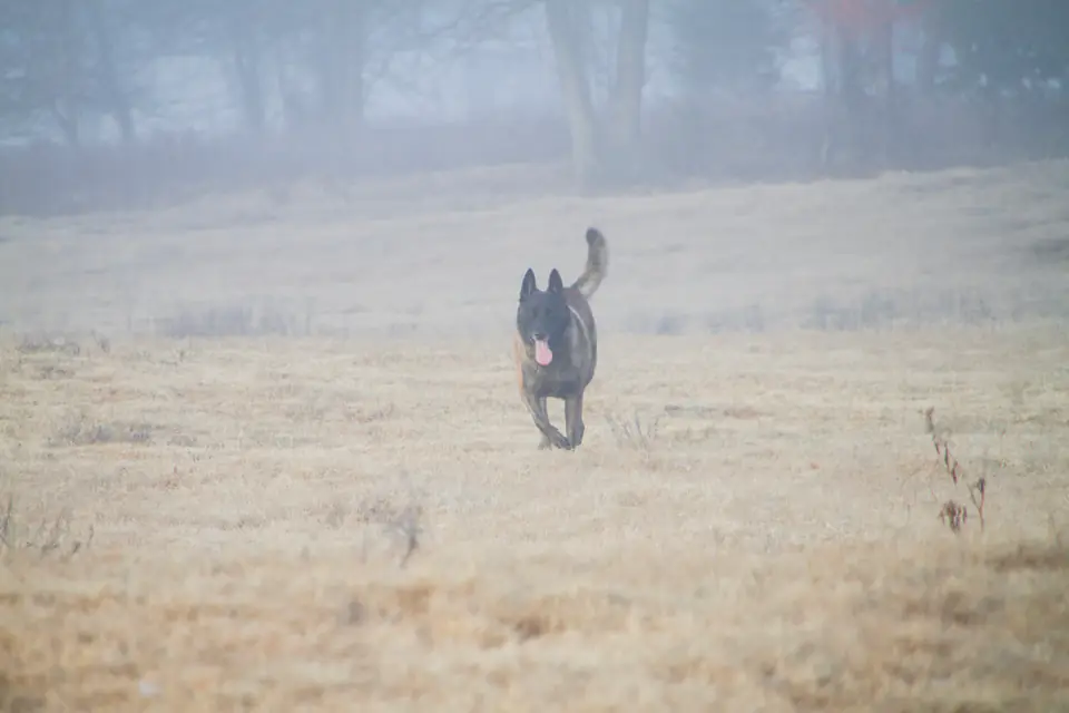 A dark shepherd-type dog runs straight toward the camera across a misty, dry field, mid-recall