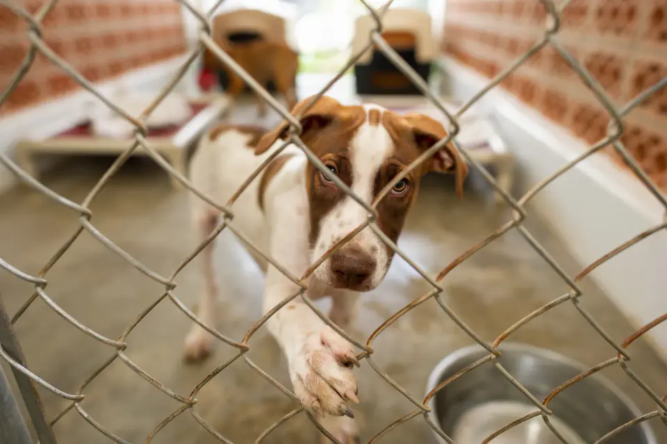 A brown and white dog presses a paw against a chain-link kennel gate at a shelter, waiting for a home
