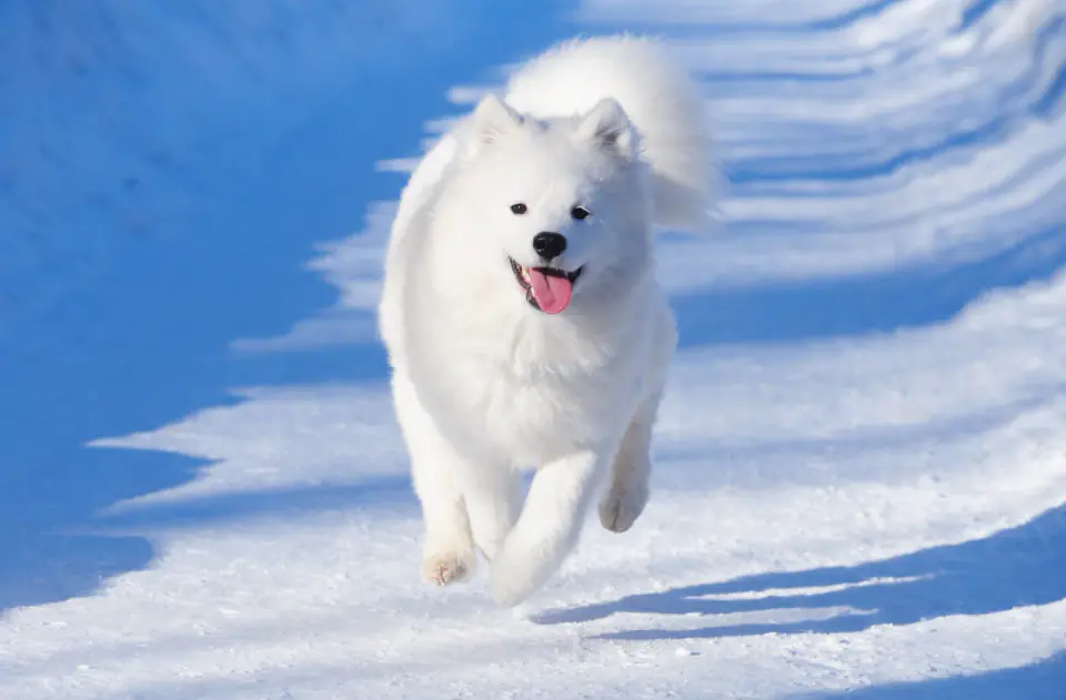 A fluffy white Samoyed runs toward the camera across bright snow with its tongue out.