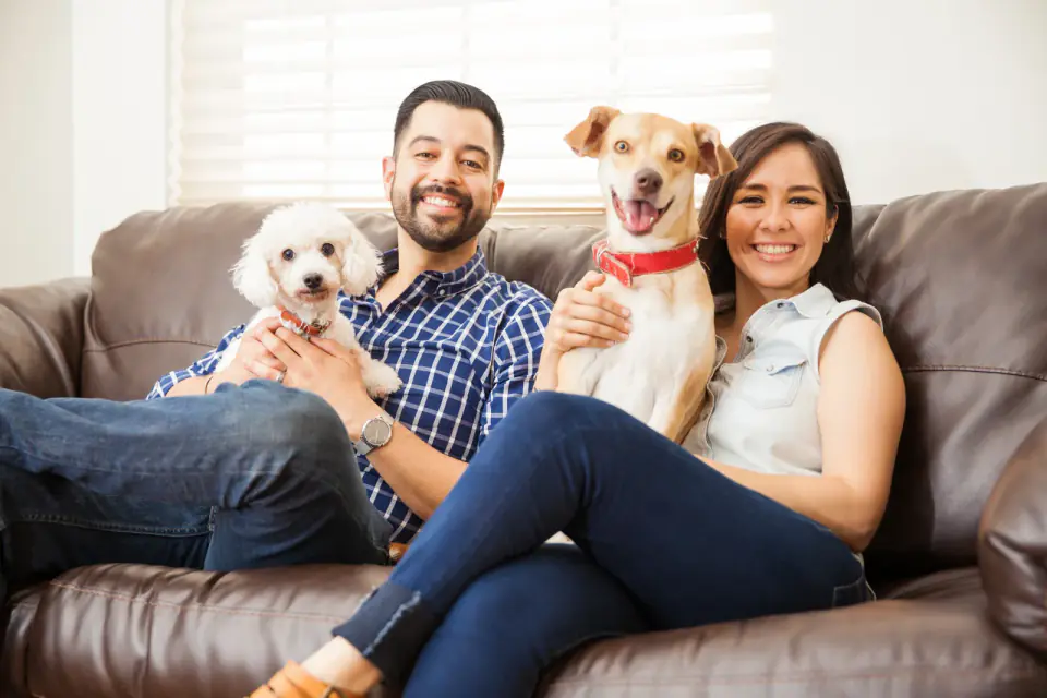 A couple sits on a leather couch holding a white poodle and a tan and white dog.