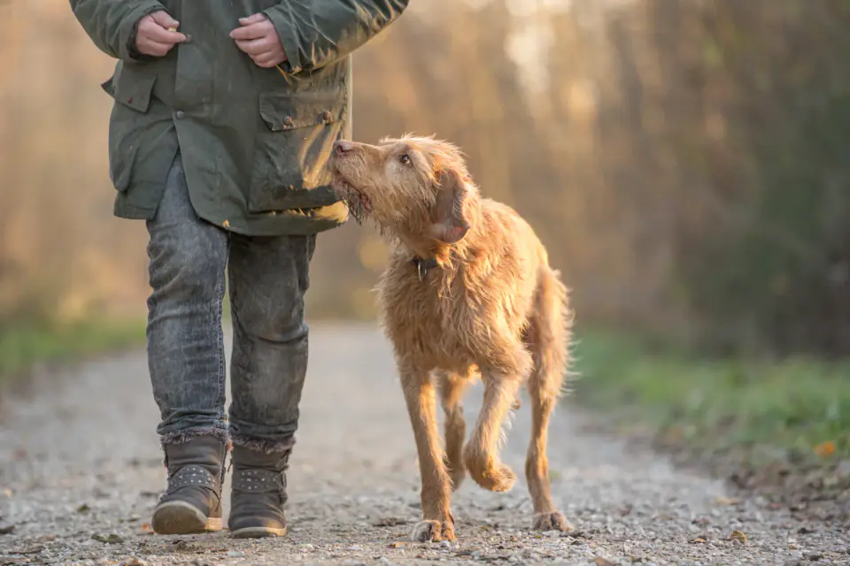 A wiry red-coated older dog walks beside a person on a gravel path, looking up at their hand