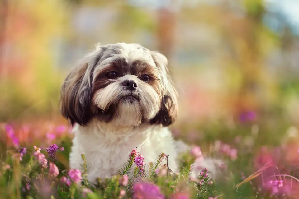 A Shih Tzu sits among pink heather flowers looking at the camera.