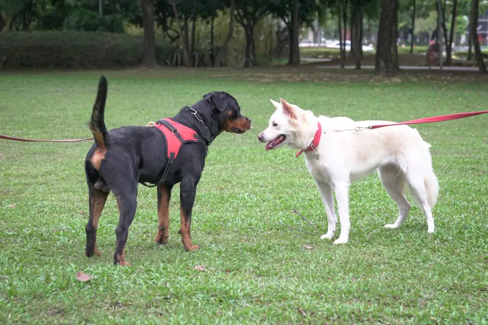 A black and tan dog in a red harness and a white dog meet on leashes on a park lawn, both on slack leads