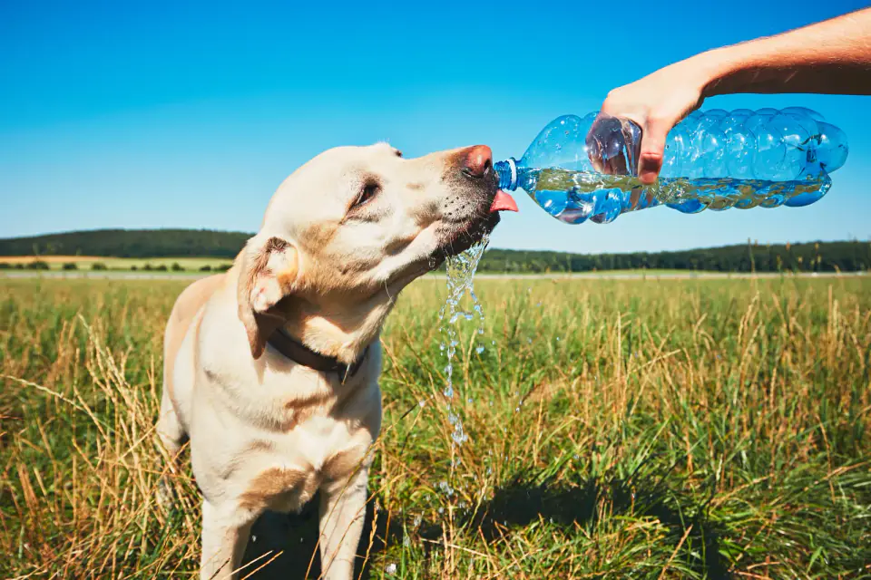 A yellow Labrador drinks water poured from a plastic bottle in a sunny grass field.
