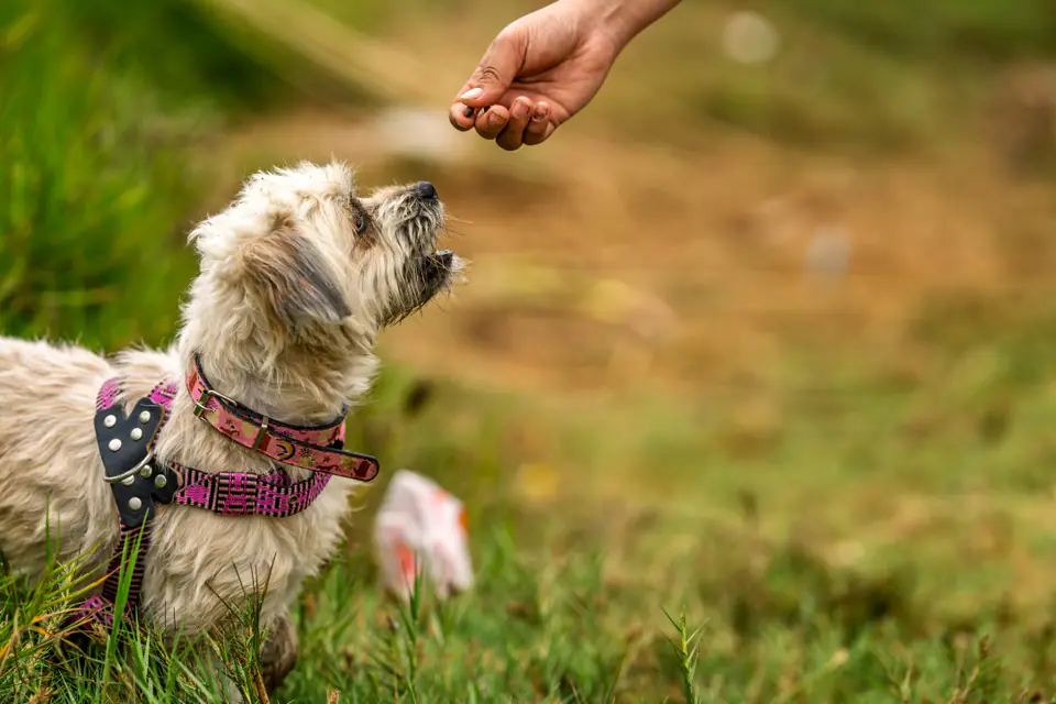 A scruffy small terrier mix in a pink harness looks up at a treat held over a grassy field, the kind of focus Yorkie training builds.