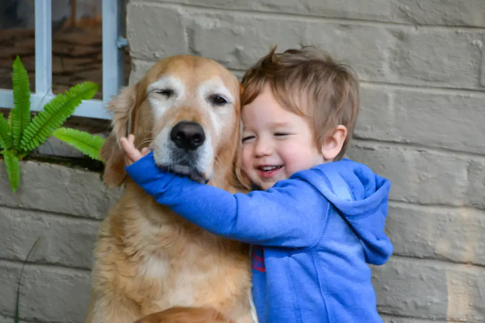A laughing toddler in a blue hoodie hugs a golden retriever against a brick wall.