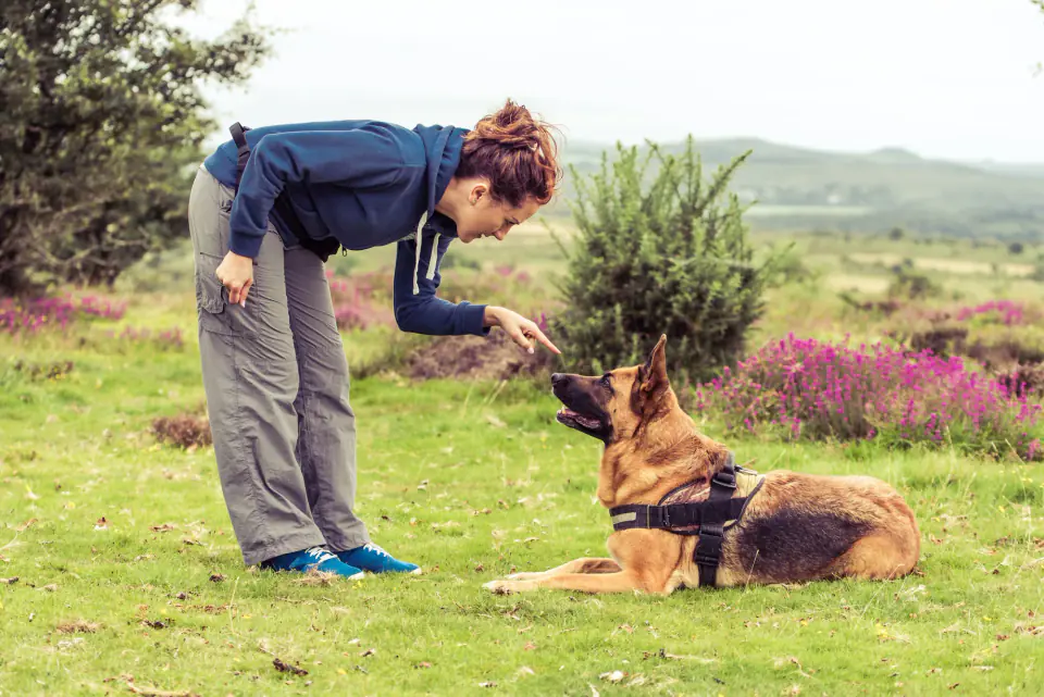 A woman bends toward a German shepherd lying in a grassy field, holding a treat near its nose.