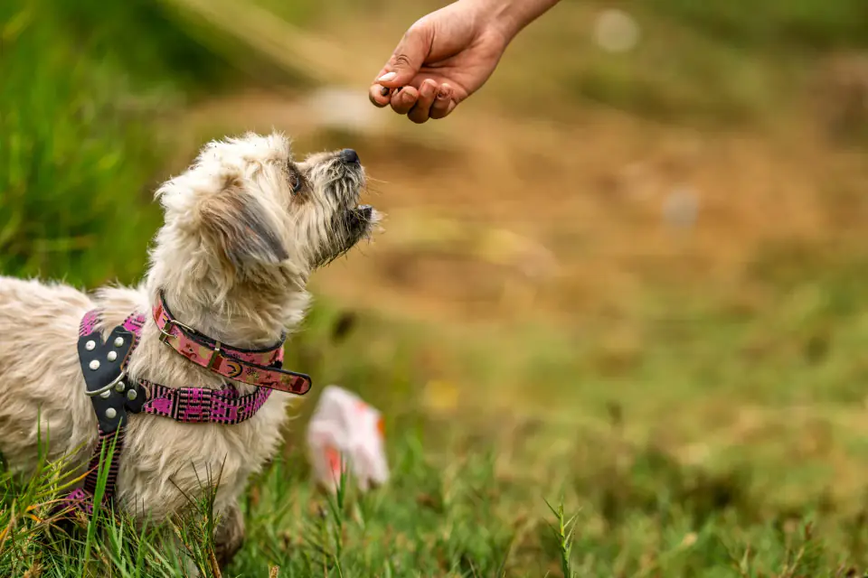A small shaggy dog in a pink harness sits in grass looking up at a hand holding a treat.