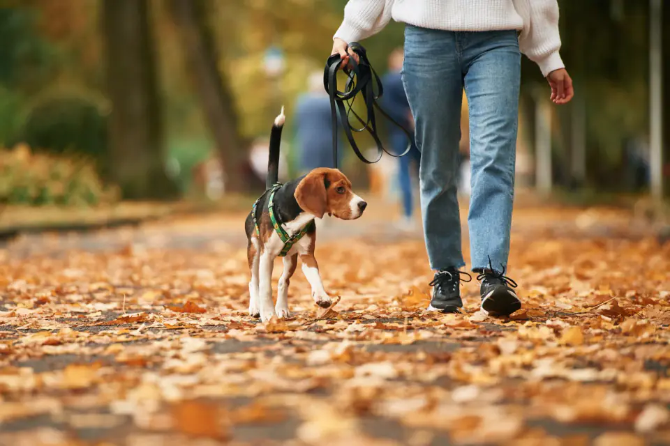 A beagle puppy on a leash walks beside a person along a path covered in autumn leaves.