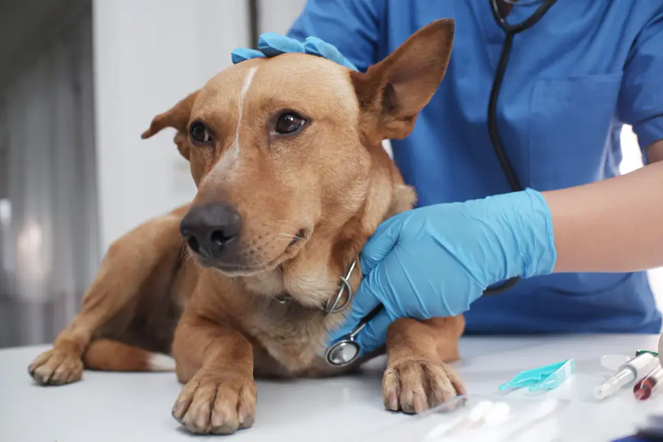 A veterinarian in blue gloves holds a stethoscope to the chest of a tan dog on an exam table.