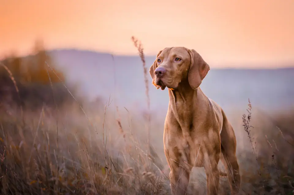 A vizsla stands in tall dry grass at dusk with a pink sky and hills behind.