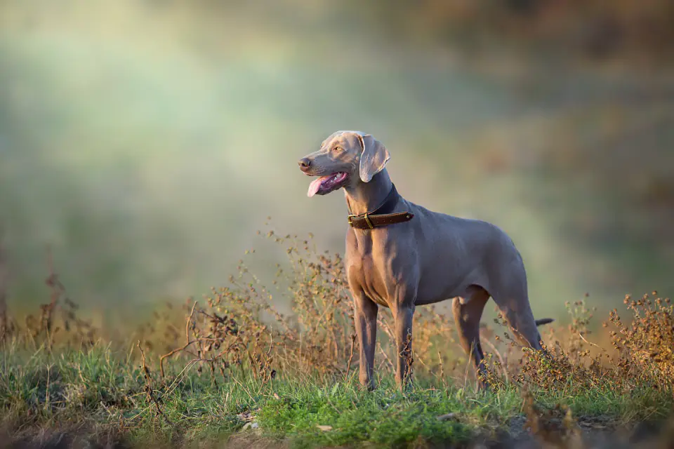 A gray Weimaraner stands in dry autumn grass with its mouth open, looking to the side.