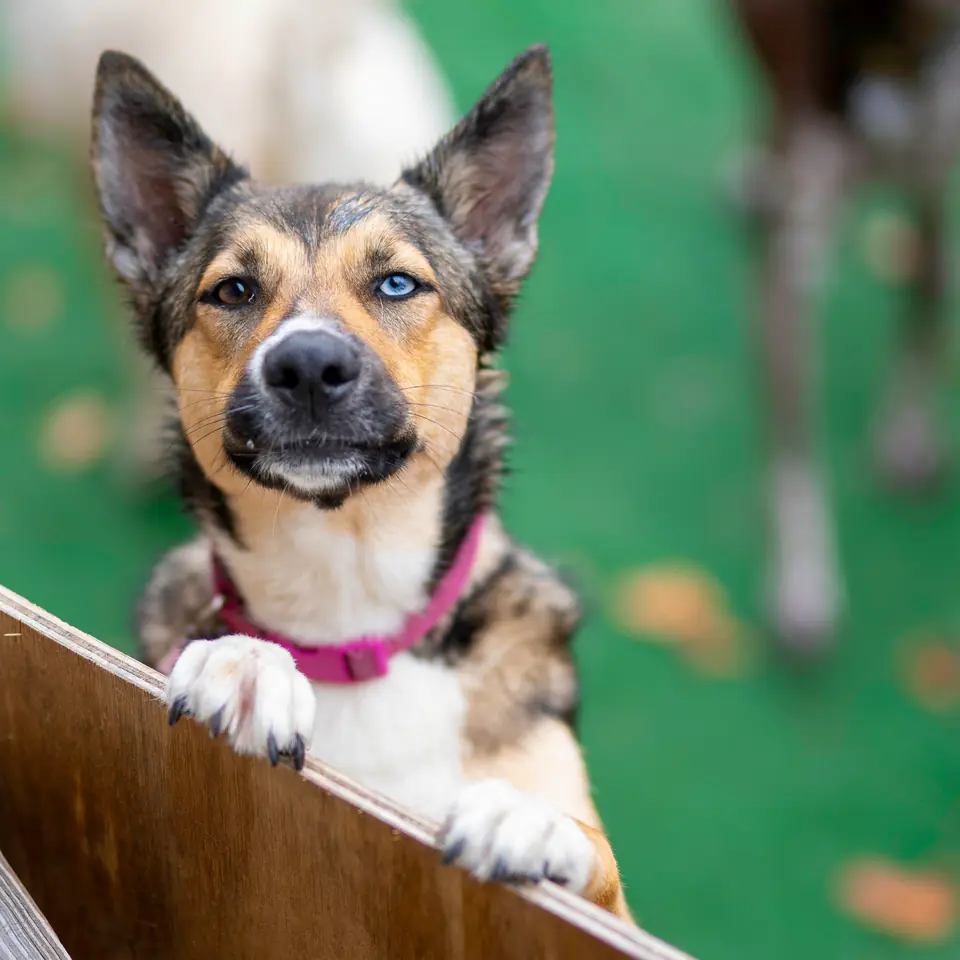 A dog leans on the play yard fence at Dogtown, watching the yard from the outside