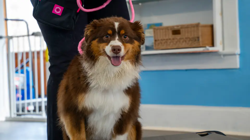 An Australian shepherd sitting attentively during a training session at Dogtown in Gloucester