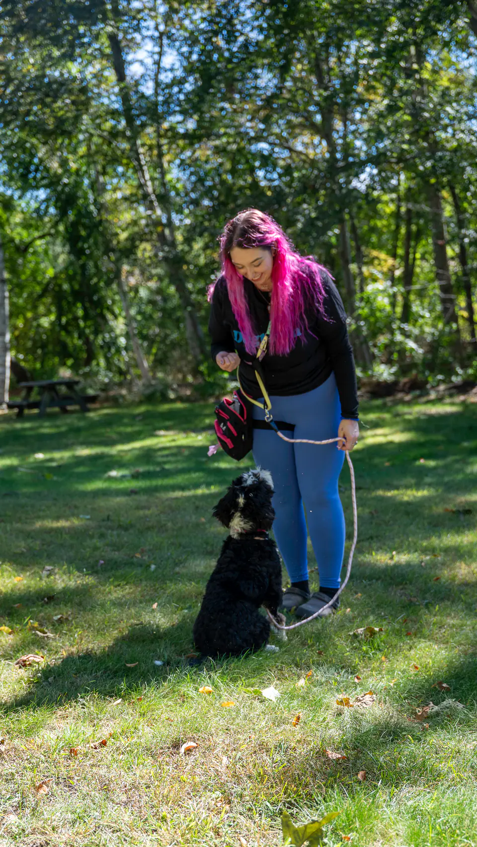 Black doodle sitting on a loose leash during a training session on the lawn