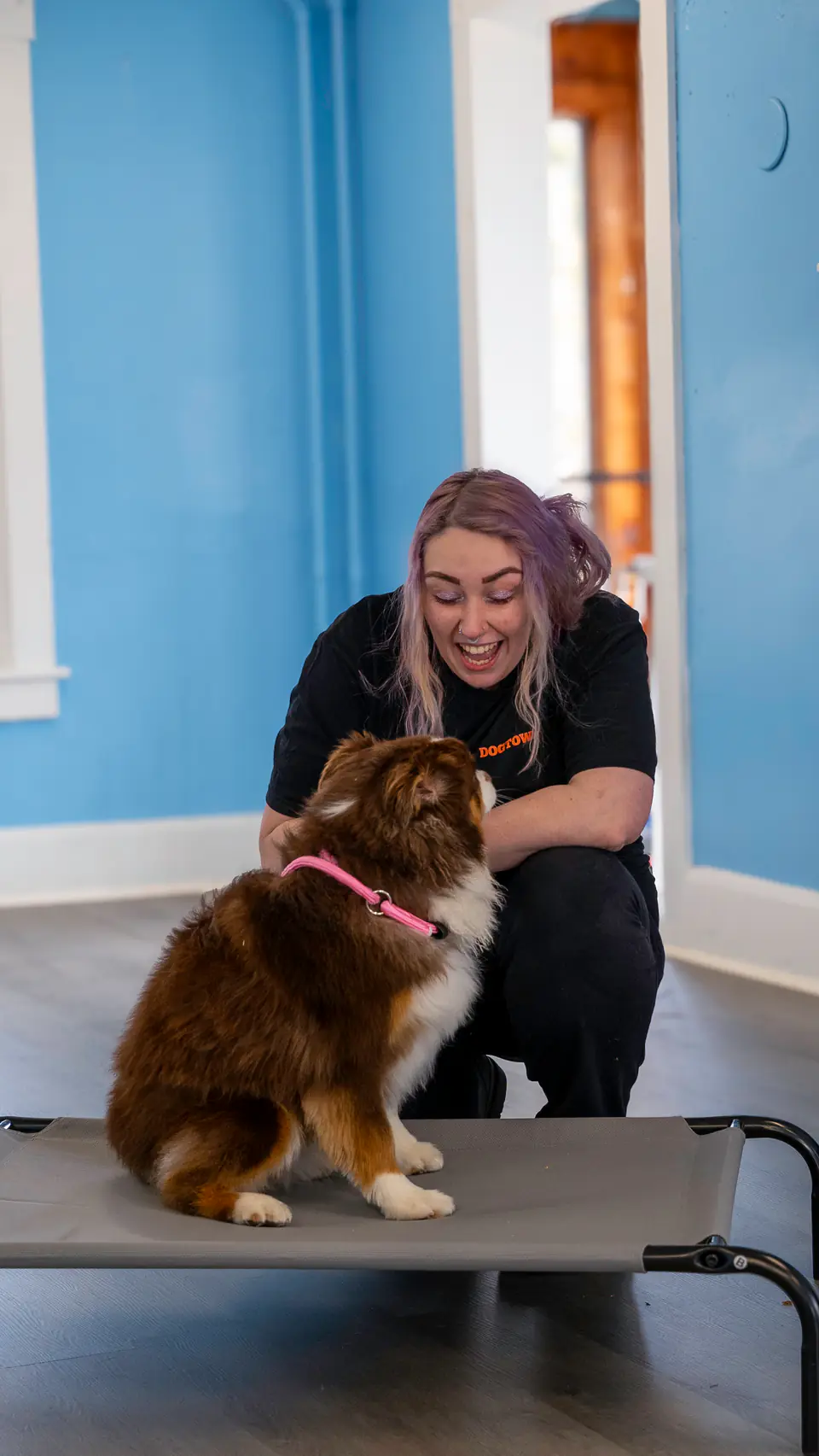 A Dogtown trainer teaching an Australian shepherd the place command on a raised cot